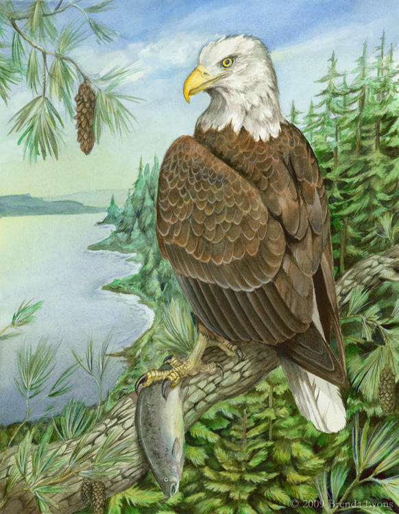 Thesis - Bald Eagle by windfalcon