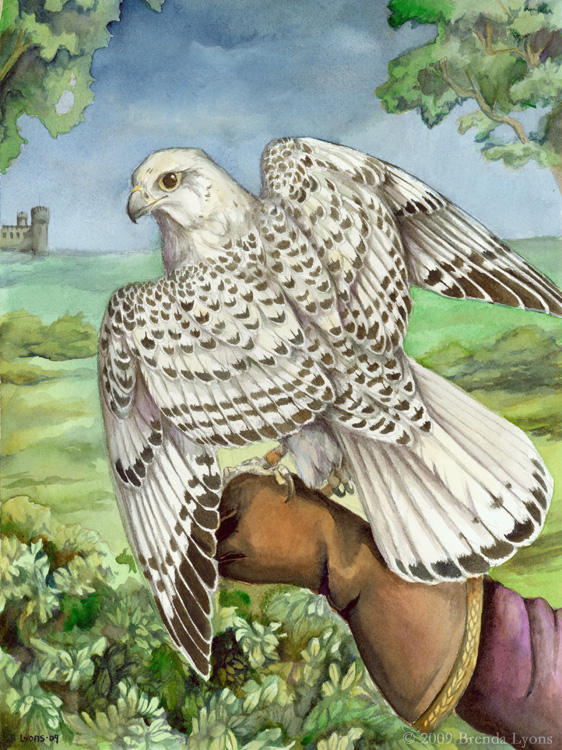 Thesis - Gyrfalcon by windfalcon