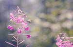 A Bee by Ivushe