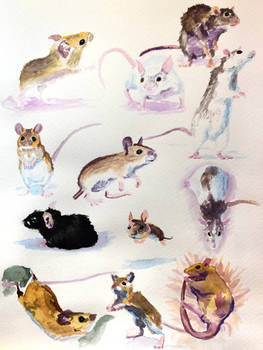 #540 - Mouse and Rat studies by RodentNomNom