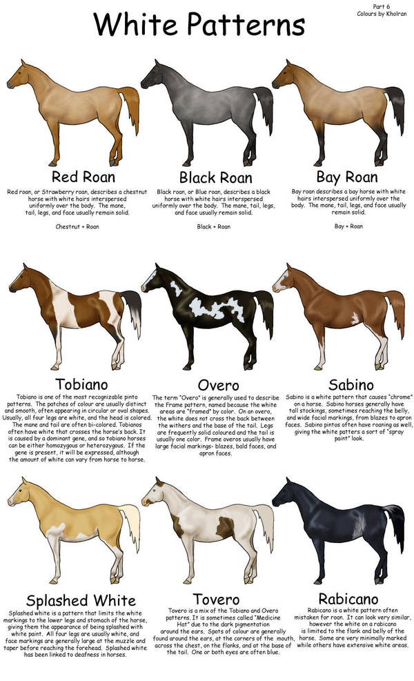 Equine Colors White Patterns by Kholran on DeviantArt