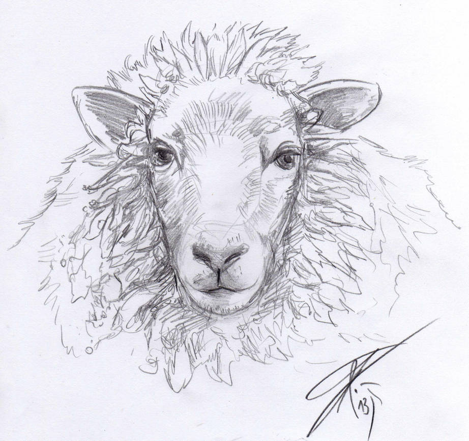 Sheep Sketch By Bruneburg On DeviantArt