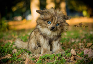 SOLD! Handmade Poseable toy Wolf cub by MalinaToys SOLD! Handmade Poseable toy Wolf cub by MalinaToys