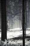 Winter Forest by ArtOfFragility