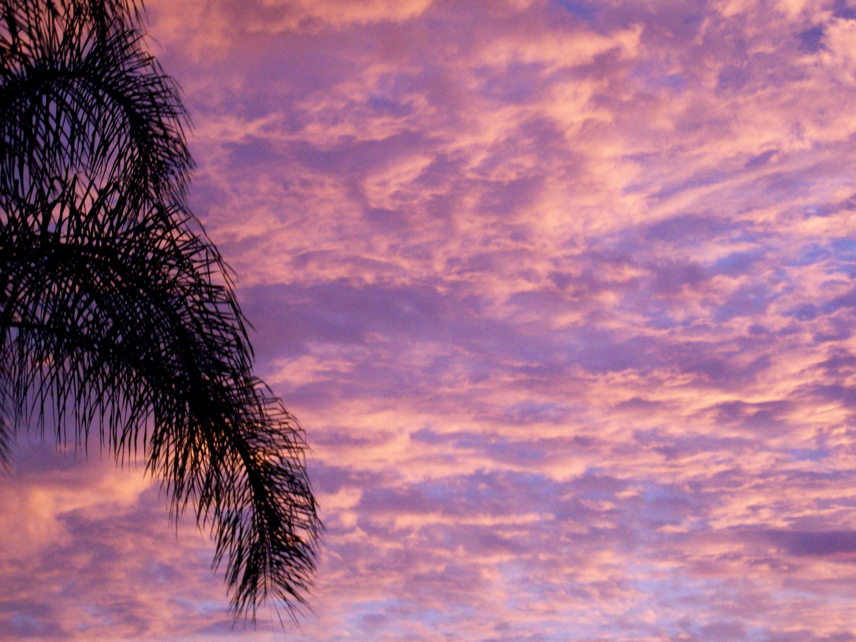 Palms by PhotElle