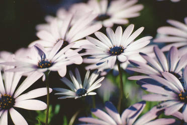Soft Purple by PhotElle