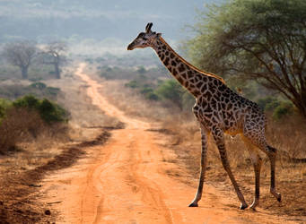 Stop and Stare by ifindshelter