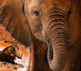 Bathtime Buddies by ifindshelter