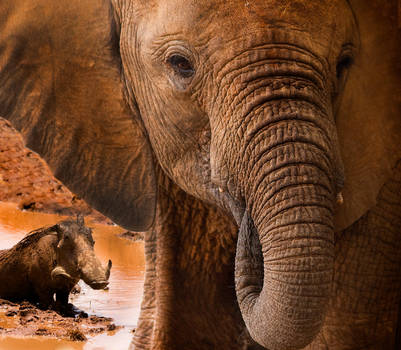 Bathtime Buddies by ifindshelter