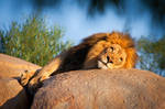 King by LifeCapturedPhoto