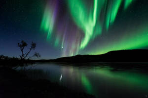 The tree and the lights by Trichardsen