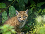 Lynx Baby2 by miezbiez