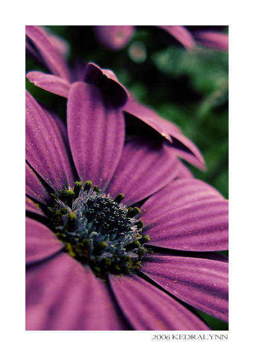 Summertime Flowers 2 by kedralynn