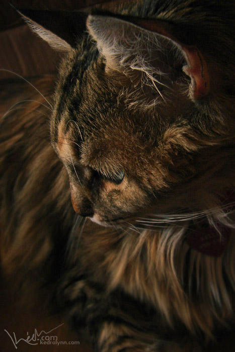 Beautiful Feline by kedralynn