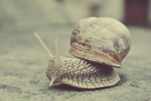 snail by StyleLish