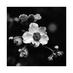 For you by Loucos