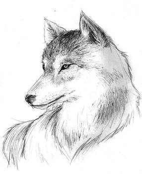Wolfie by NikkoTakishima