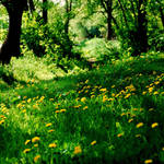 Golden meadow by penguin91