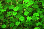 Clover by crestmultimeadia