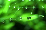 Green Dots by MarcosRodriguez