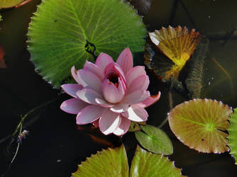 Florida Light Pink Water Lily 2017 by Matthew-Beziat