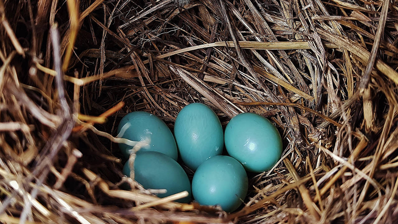 Forum: Dinosaur eggs were colorful. | DeviantArt