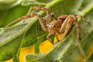 Spider II by SBartek Spider II by SBartek