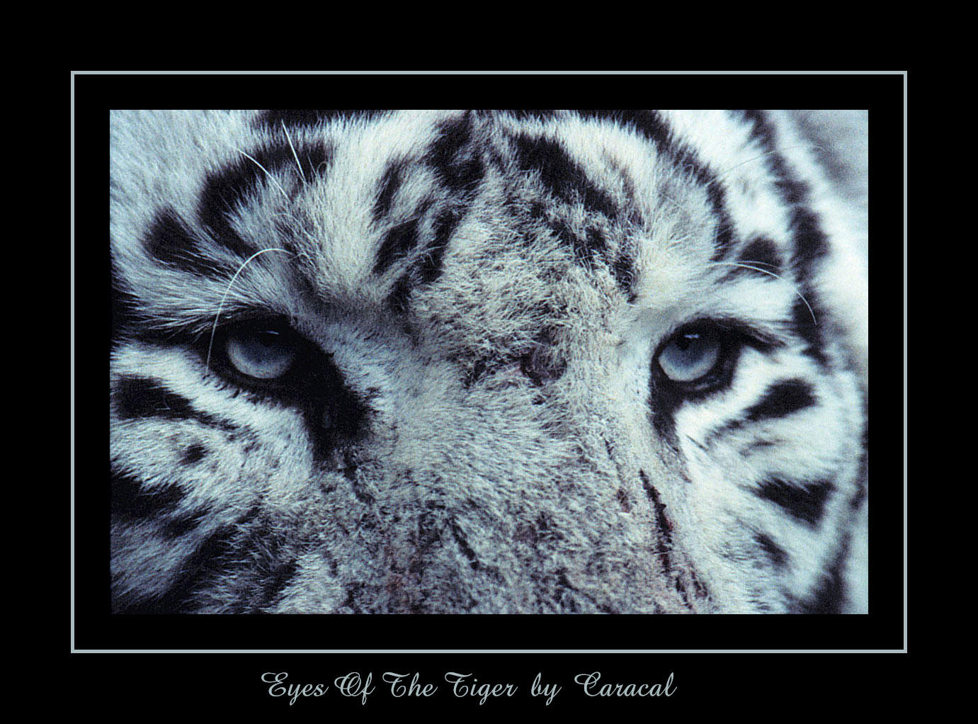 Eyes Of The Tiger by caracal