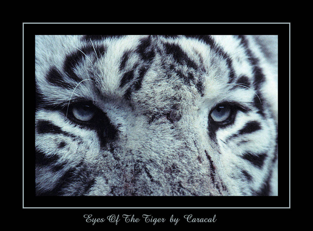 Eyes Of The Tiger by caracal
