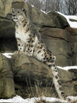Focused Snow Leopard by papatheo