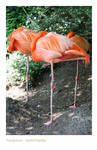 Flamingo Graces by webworm