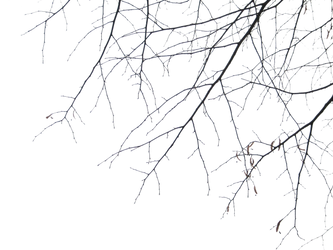 Branches PNG by simfonic