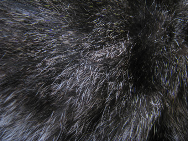Fur Texture 01. by stock-basicality