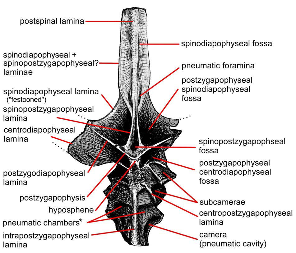 Carpenter2018-amphicoelias-fragillimus-is-maraapun by Franoys Carpenter2018-amphicoelias-fragillimus-is-maraapun by Franoys