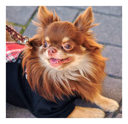 AIE-Beleza by Pegasus-MT