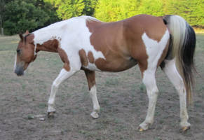 Brown And White Paint Horse 20 By Navustar On Deviantart