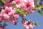 In the Pink I by TeaPhotography