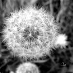 Memories of Wishes by TeaPhotography