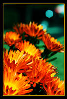 Magical Moments by TeaPhotography