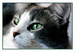 L' amour d' un chat by TeaPhotography