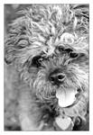 Athena, Goddess of Dogs by TeaPhotography
