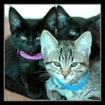 Bundles of Cuddles by TeaPhotography