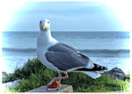 The Seagull Has Landed by TeaPhotography