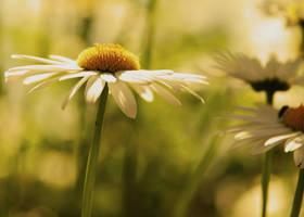 Spring has Sprung. .. by lipstickmisfit