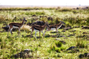 Thompsons Gazelles by batmantoo Thompsons Gazelles by batmantoo