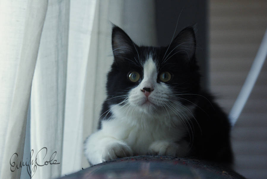 Curious Kitten by EmersonWolfe