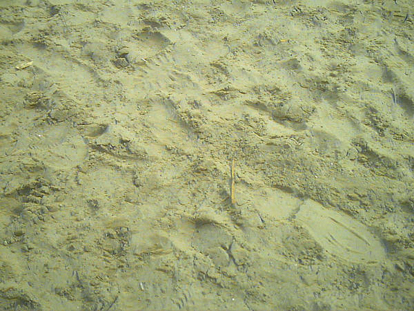texture sand by AzurylipfesStock