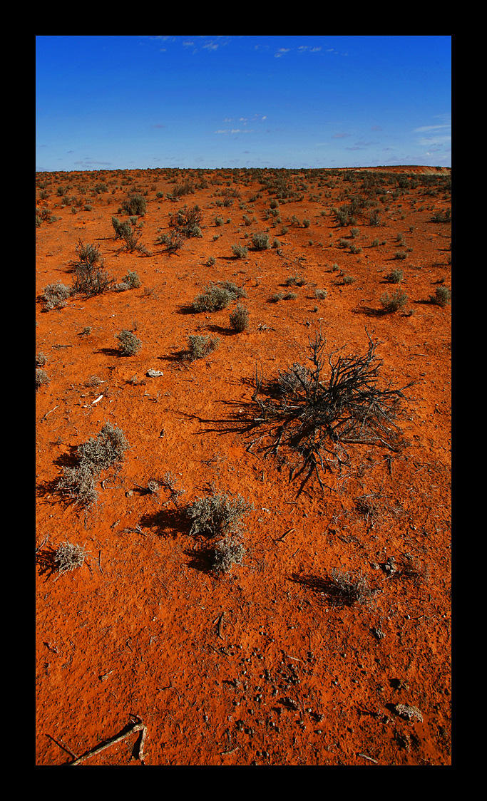 Australian Desert - Salt Bush by eehan