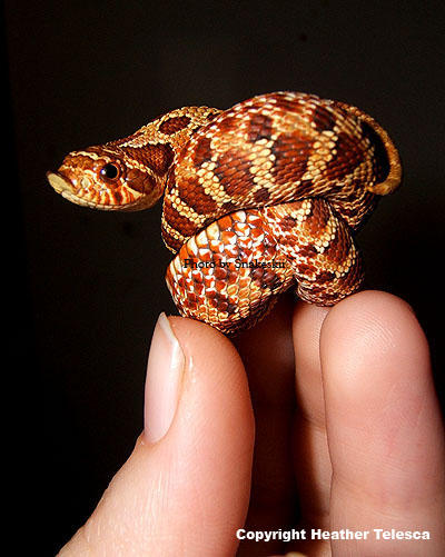 Zot in a Knot by HeatherTelesca