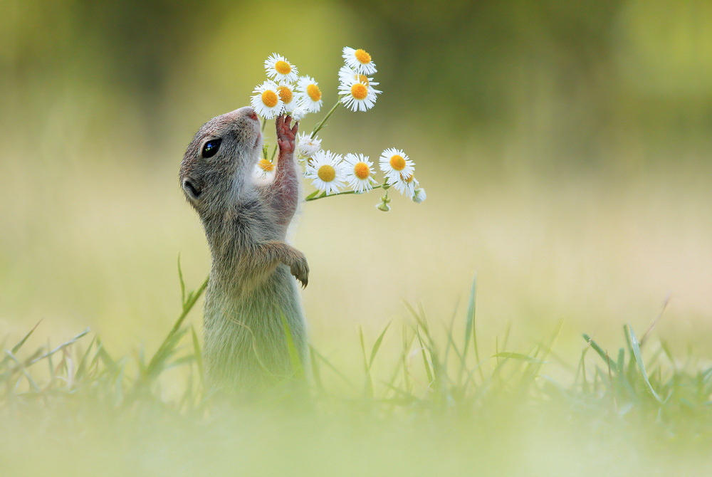 European Ground Squirrel by JulianRad European Ground Squirrel by JulianRad
